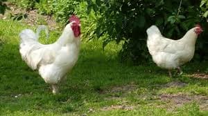 Gallinas de Engorde